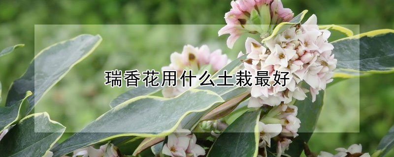 瑞香花用什么土栽最好