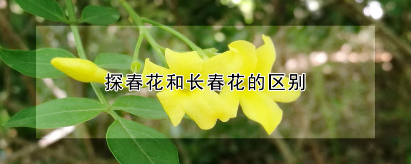 探春花和长春花的区别