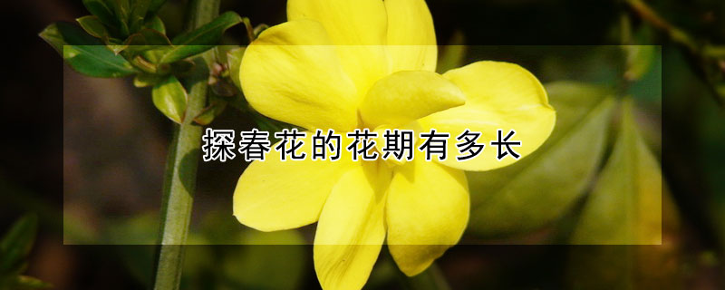 探春花的花期有多长