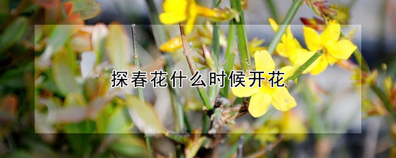 探春花什么时候开花