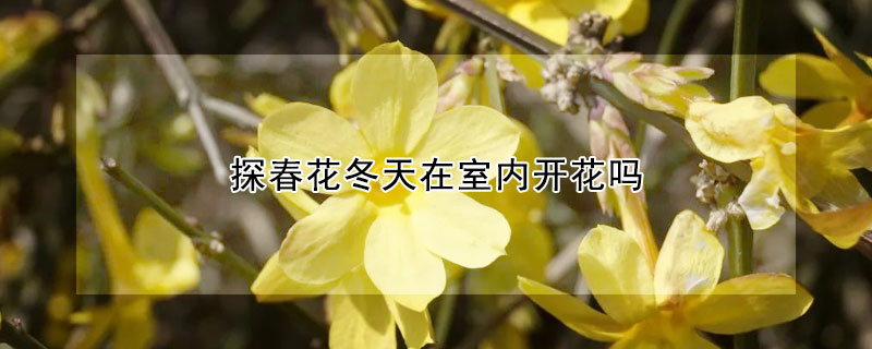 探春花冬天在室内开花吗