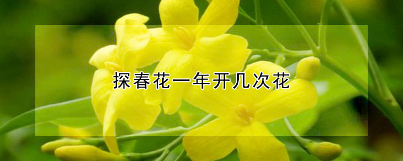 探春花一年开几次花