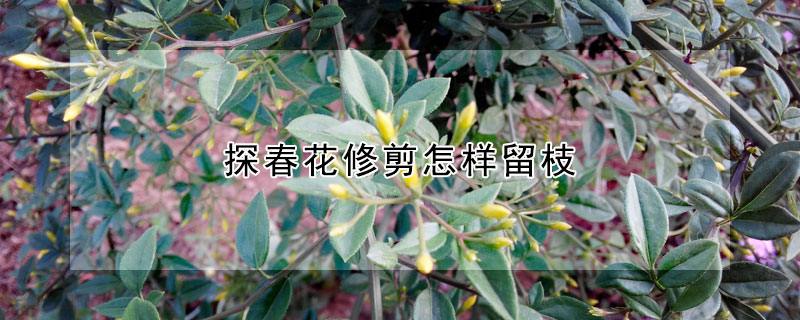 探春花修剪怎样留枝