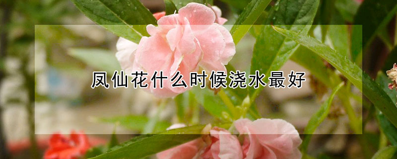 凤仙花什么时候浇水最好