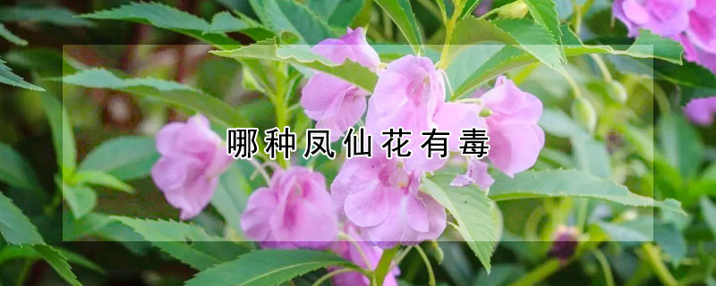 哪种凤仙花有毒