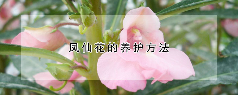 凤仙花的养护方法