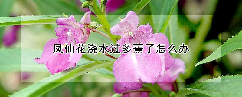 凤仙花浇水过多蔫了怎么办