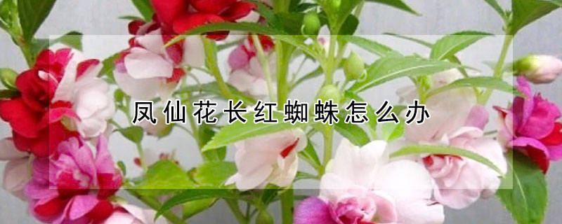 凤仙花长红蜘蛛怎么办