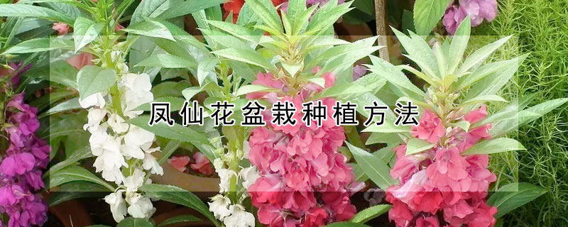 凤仙花盆栽种植方法