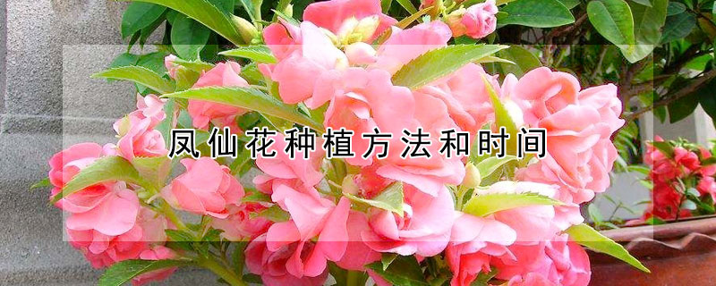 凤仙花种植方法和时间