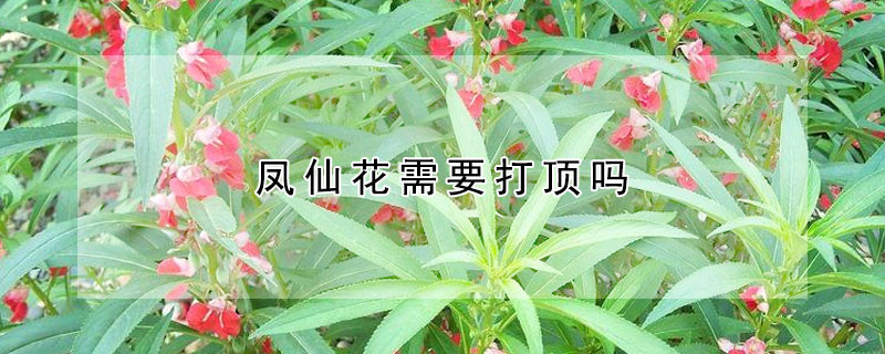 凤仙花需要打顶吗