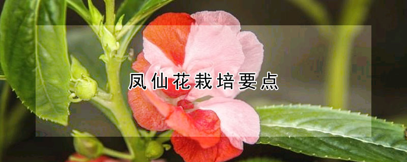 凤仙花栽培要点