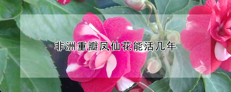 非洲重瓣凤仙花能活几年