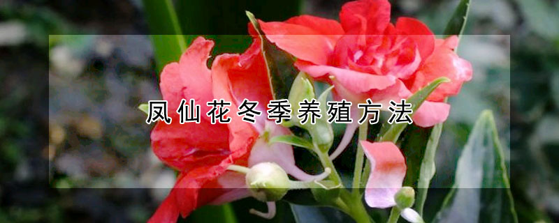 凤仙花冬季养殖方法