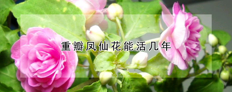 重瓣凤仙花能活几年