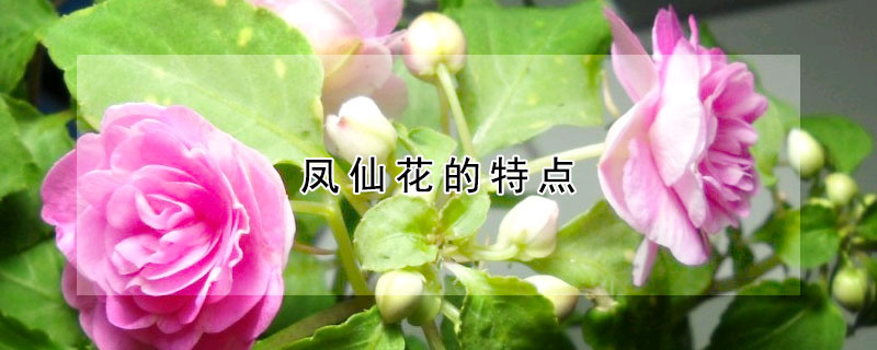 凤仙花的特点