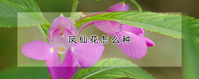 凤仙花怎么种