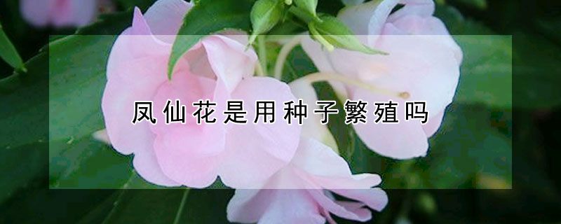 凤仙花是用种子繁殖吗