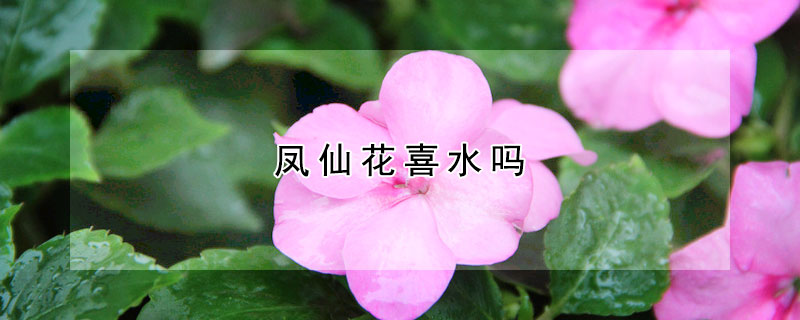 凤仙花喜水吗