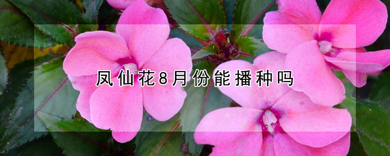 凤仙花8月份能播种吗