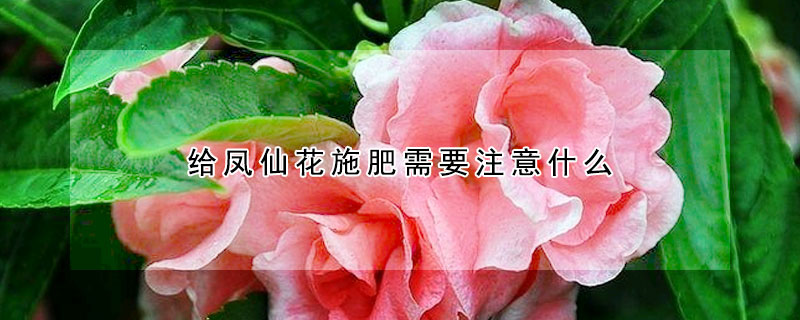 给凤仙花施肥需要注意什么