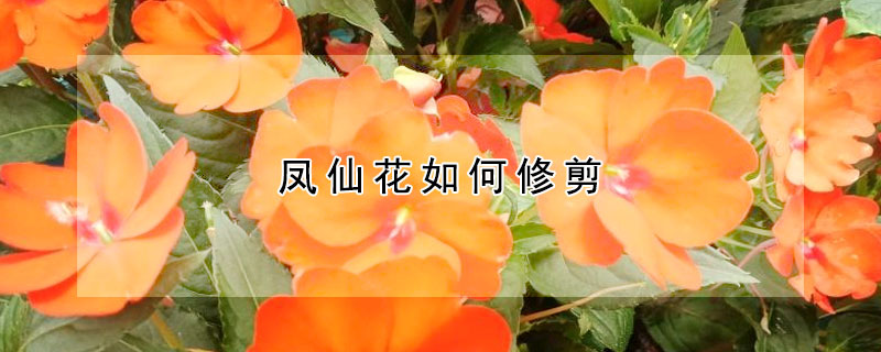 凤仙花如何修剪