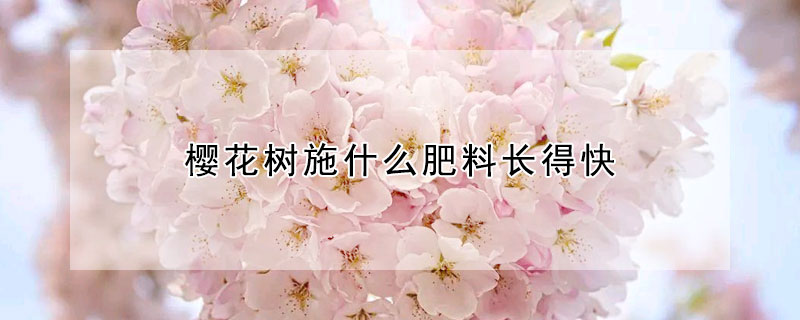 樱花树施什么肥料长得快