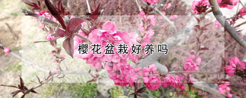 樱花盆栽好养吗