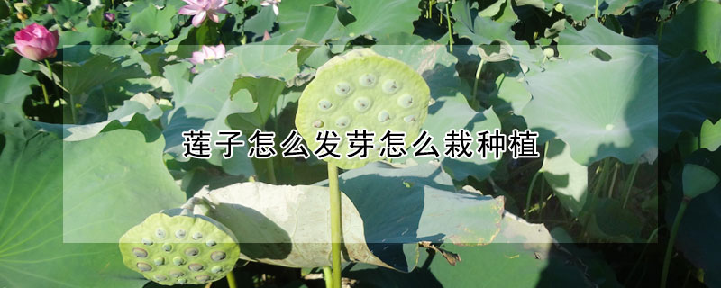 莲子怎么发芽怎么栽种植