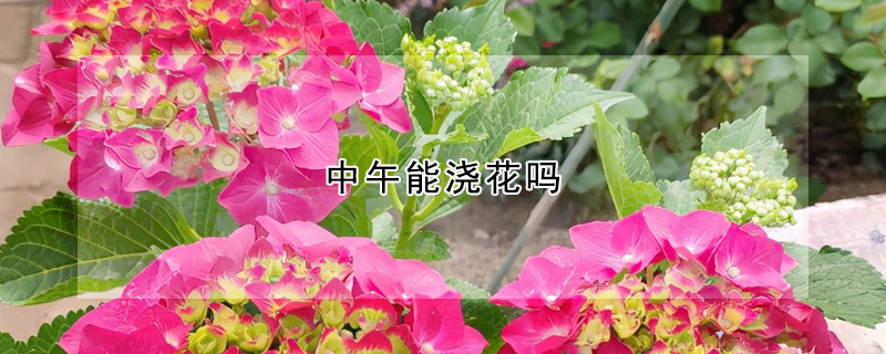 中午能浇花吗