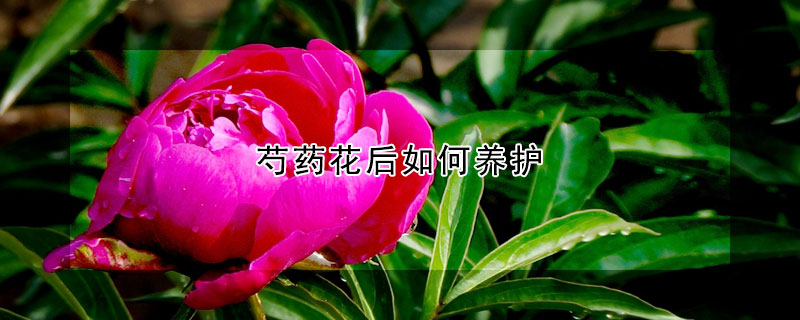 芍药花后如何养护