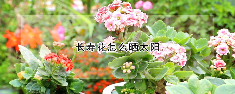 长寿花怎么晒太阳