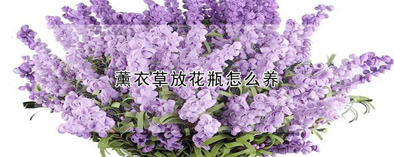 薰衣草放花瓶怎么养