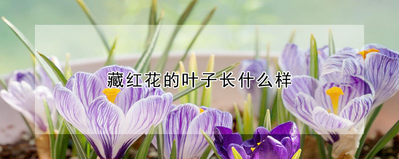 藏红花的叶子长什么样