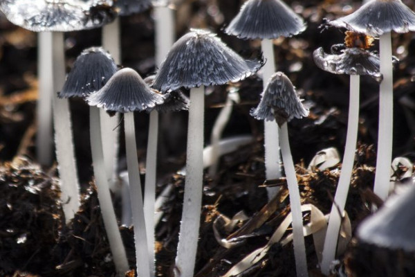 蘑菇怎么种植方法