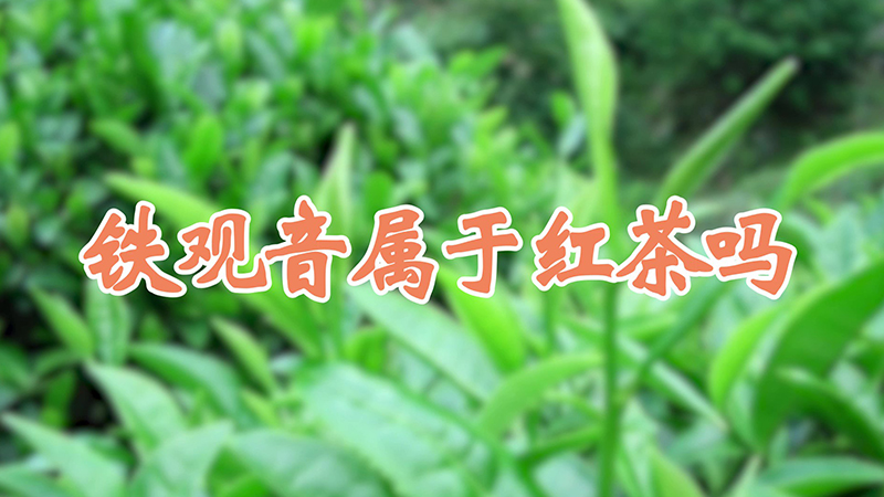 铁观音属于红茶吗