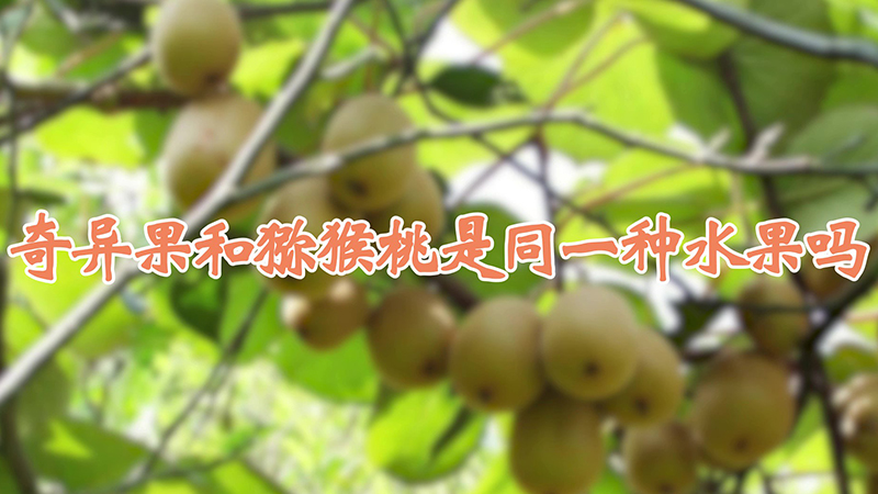 奇异果和猕猴桃是同一种水果吗