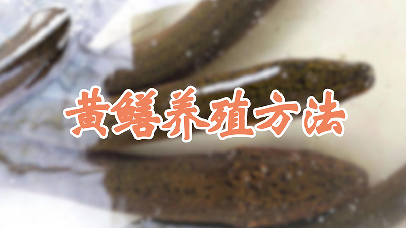 黄鳝养殖方法