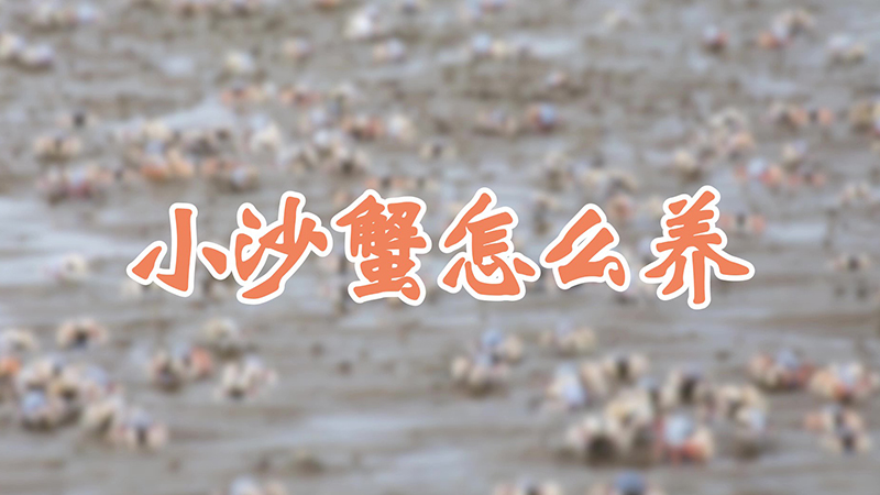 小沙蟹怎么养