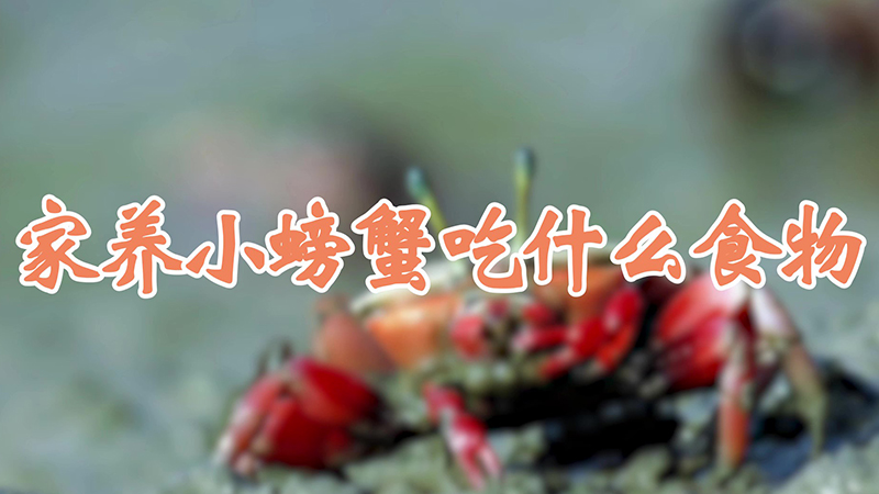 家养小螃蟹吃什么食物