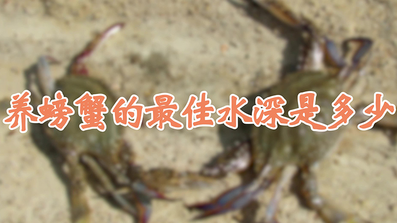 养螃蟹的最佳水深是多少