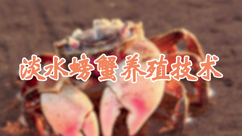 淡水螃蟹养殖技术