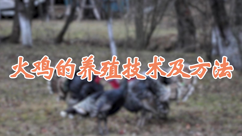 火鸡的养殖技术及方法