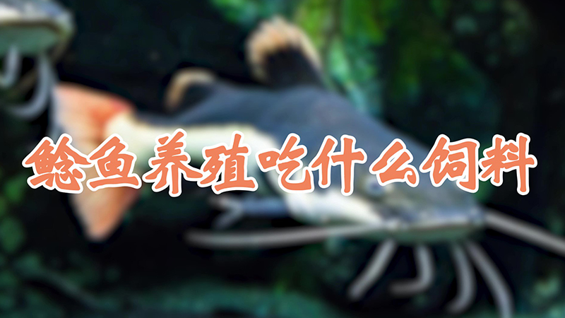 鲶鱼养殖吃什么饲料