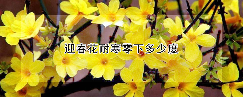 迎春花耐寒零下多少度