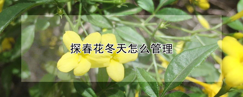 探春花冬天怎么管理