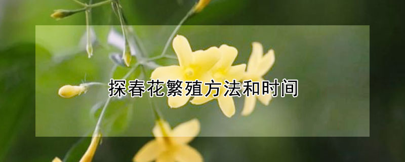 探春花繁殖方法和时间