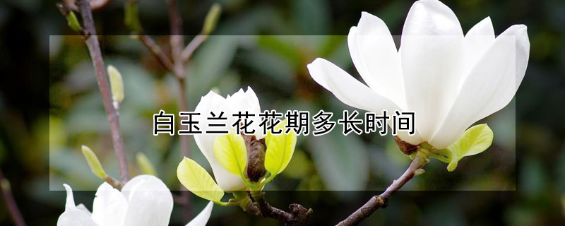 白玉兰花花期多长时间