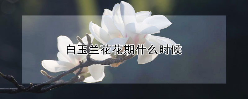 白玉兰花花期什么时候