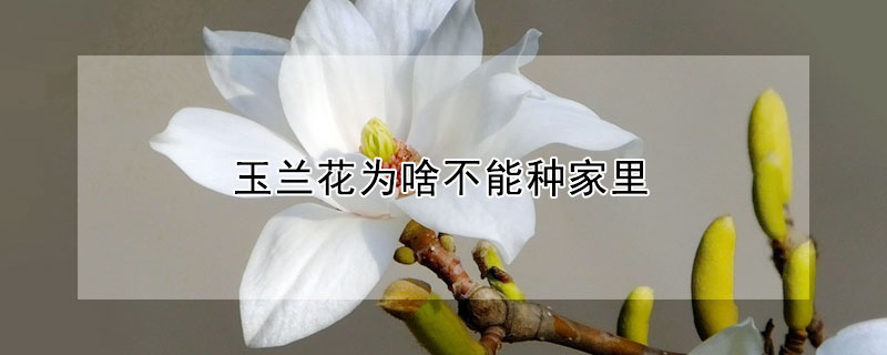 玉兰花为啥不能种家里